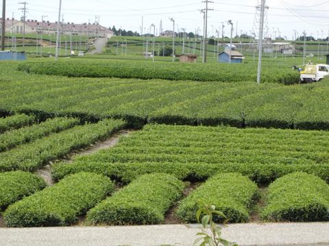 静岡のお茶畑 (Campo di te\')_d0006400_21292898.jpg