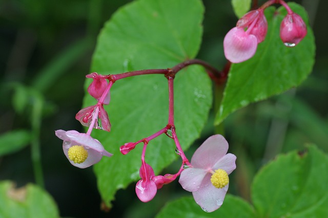 庭に咲く花・・・_d0075404_14582272.jpg