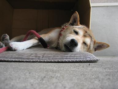 秋眠暁を覚えず?_c0049950_165115.jpg