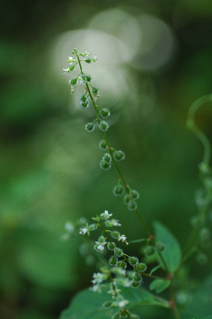 ミズタマソウ（水玉草）_c0050853_23191937.jpg