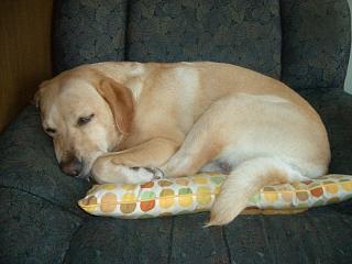 犬の寝姿カタログ お祭り犬 かえで