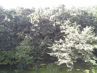 d0026409_44368.jpg