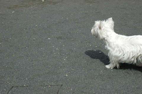 天声犬語その４_e0076616_2212021.jpg