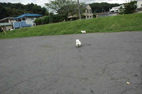 天声犬語その４_e0076616_2295093.jpg