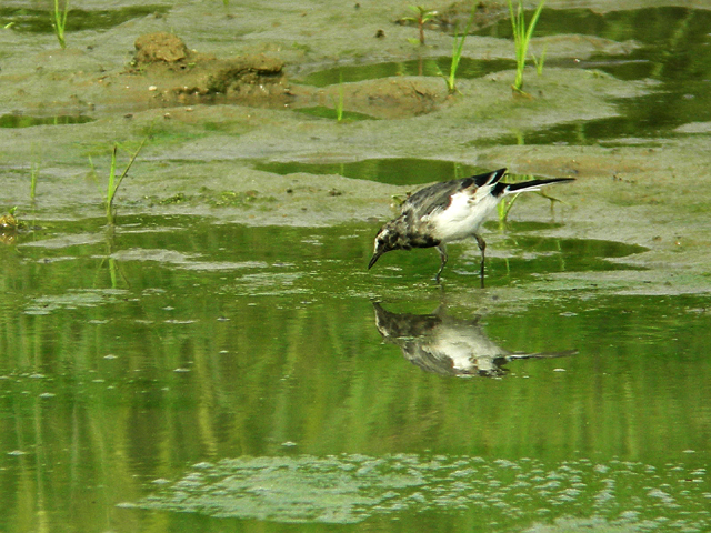 久しぶりの鳥見_d0074828_21453046.jpg