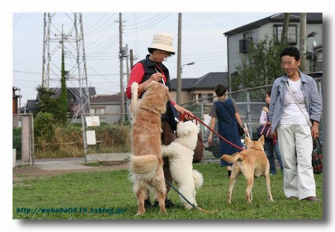 犬のお友達_e0052135_2143537.jpg