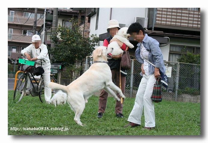 犬のお友達_e0052135_2144439.jpg