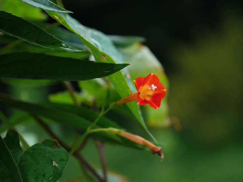 デジカメ花泥棒_c0014538_1456345.jpg