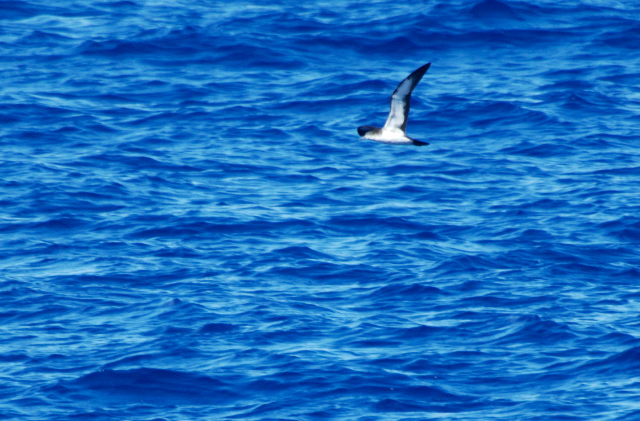 白腹水薙鳥（シロハラミズナギドリ）_e0065438_8332940.jpg