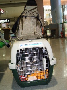 日本からドバイに犬を送る_f0100050_2503198.jpg