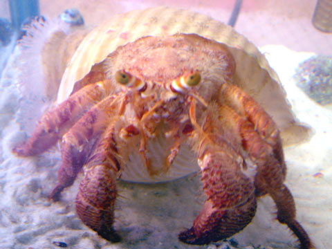 ケスジヤドカリ_a0017072_1695664.jpg