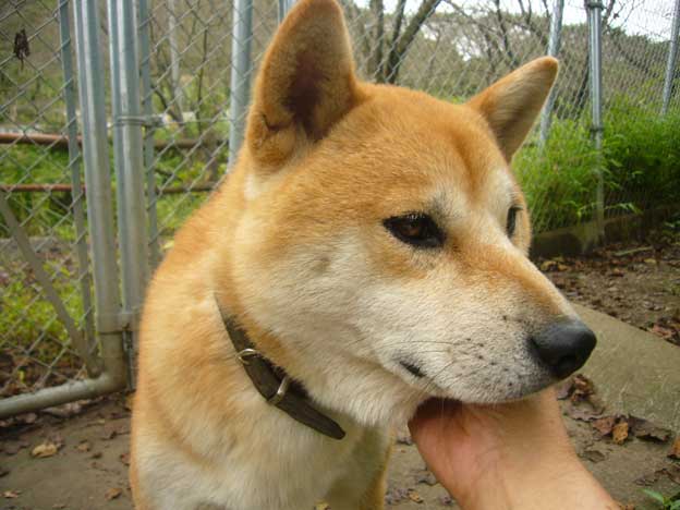 王国へ百友坊編　クゥちゃんの赤ちゃん9月16日　土_e0018604_064650.jpg