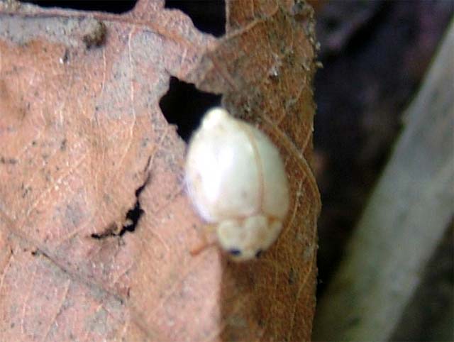 山の中で白いテントウムシを発見しました 昆虫ブログ むし探検広場 山の中で白いテントウムシを発見しました 昆虫ブログ むし探検広場