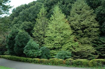 d0012408_1712189.jpg