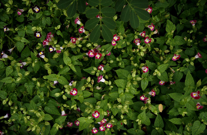 d0004832_16311.jpg