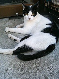 他猫のそら似_f0054677_6131137.jpg