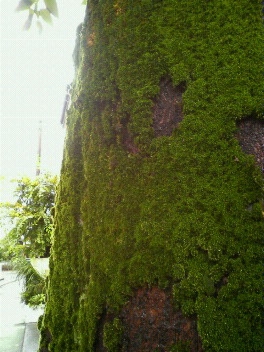 f0089079_1896.jpg