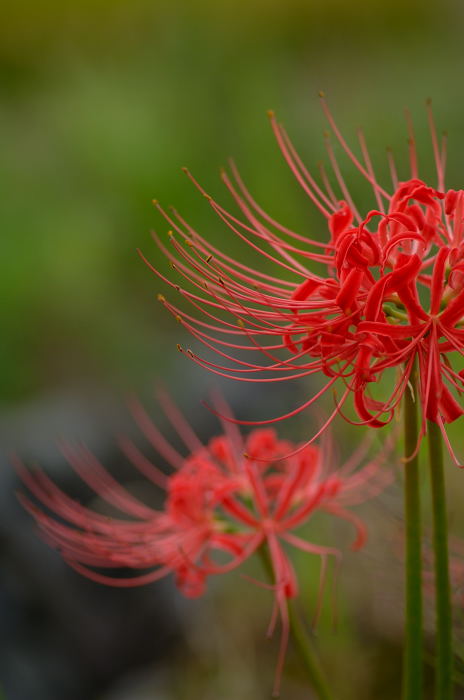 嵯峨野の曼珠沙華_f0032011_2122569.jpg