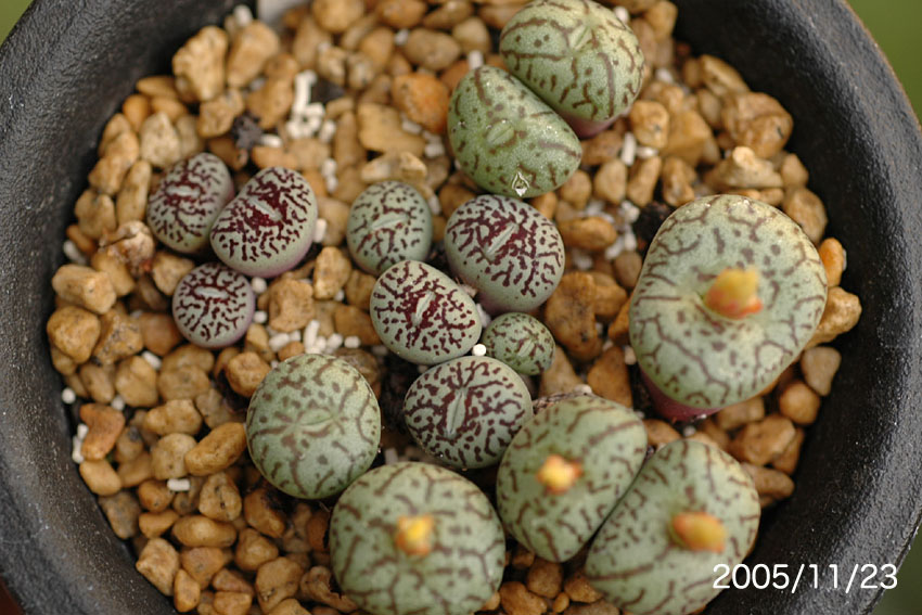 Conophytum minimum : conocono's コノフィツム モノグラフ Conophytum minimum : conocono's コノフィツム モノグラフ