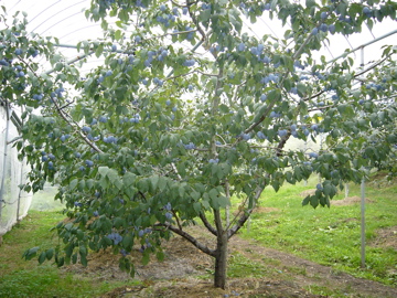 f0045433_1891061.jpg