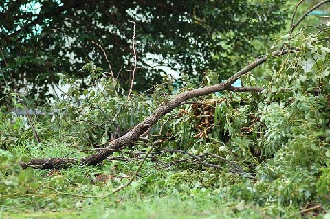 台風一過・・・、まだ曇天_e0056537_11135679.jpg