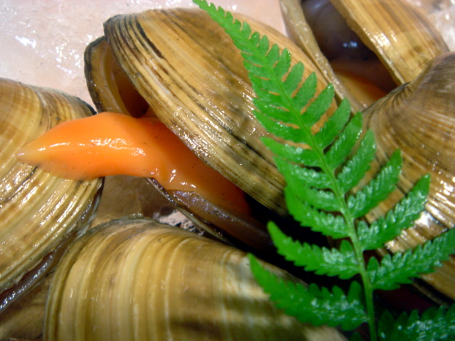 本日は二種類の貝を紹介します 馬鹿貝 アオヤギ と 平貝 魚屋三代目日記