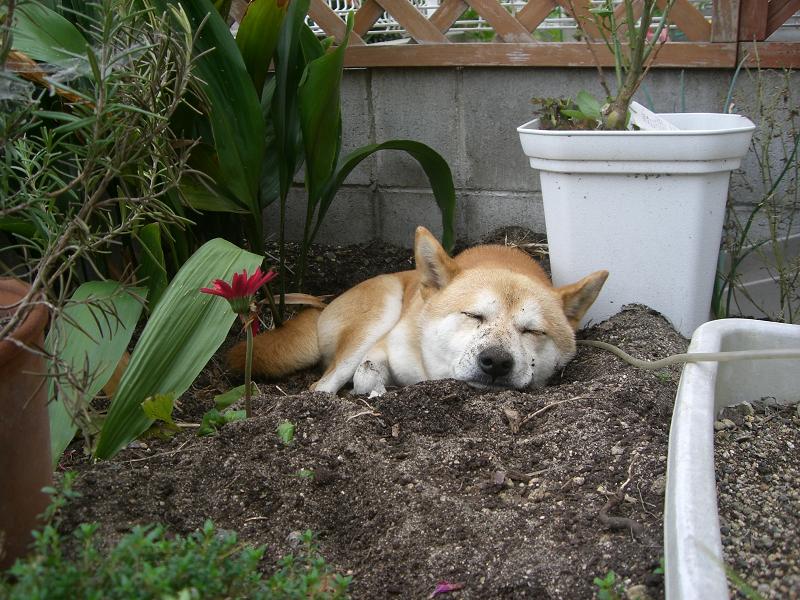 gonの居眠りシリーズ　③　まったり　いい湯（？）だな～_f0099148_2134249.jpg