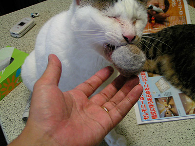 毛玉の季節ですね〜。_a0028451_161436.jpg