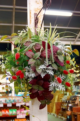 またキャットテールでハンギングです Kusakiの この植物をお買い