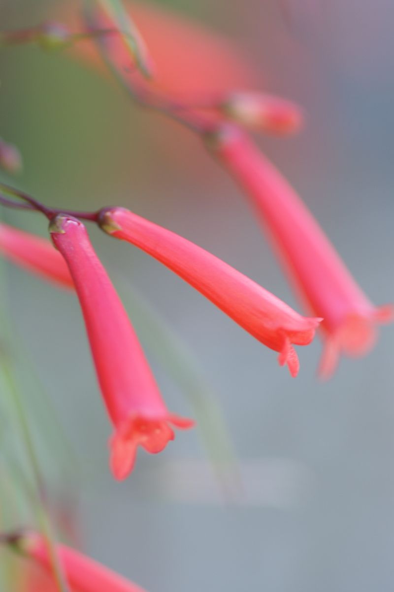 赤くて細い花 風に揺られてふわふわと 月下 桜 の 世界