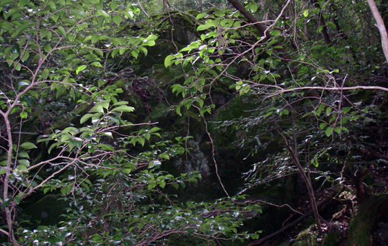箕谷の山中を_a0062810_18275716.jpg