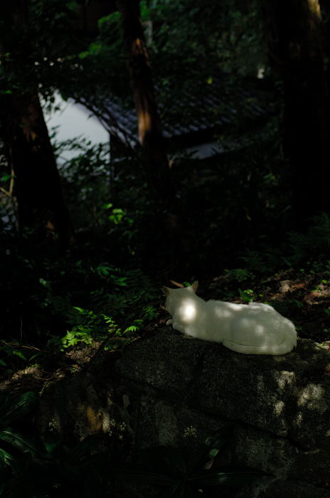 街角ニャンコ・あっちゃこっちゃでニャンコ♪_f0032011_21544111.jpg