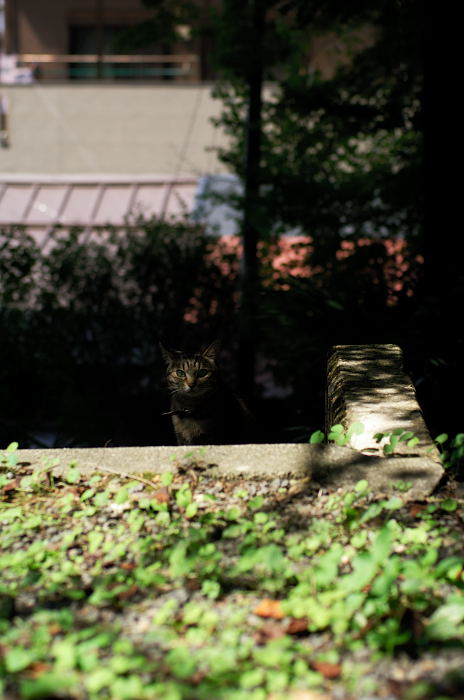 街角ニャンコ・あっちゃこっちゃでニャンコ♪_f0032011_2155415.jpg
