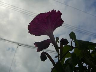 d0072395_936237.jpg