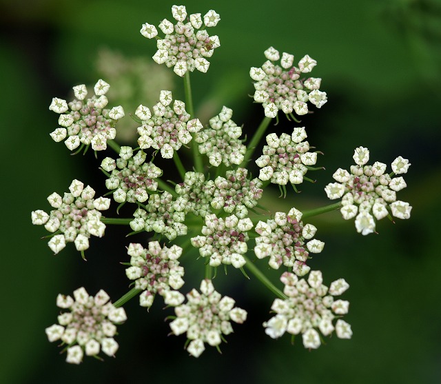 白馬の花　…　（２7)　　【高嶺伊吹防風】　【大葉擬宝珠】_e0039703_01974.jpg