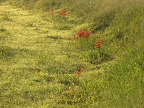 快晴の朝、彼岸花　　　　　　０６/０９/２０_d0048812_153463.jpg