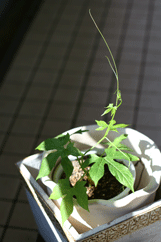 d0033230_10101487.gif