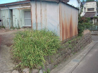 蜂の巣駆除_f0031037_173229.jpg
