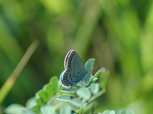 山梨県【シルビアシジミなど】_c0045352_2373786.jpg