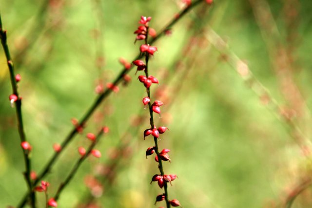 神代植物公園湿生花園の彼岸花_f0044056_1781575.jpg