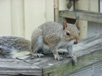 フロリダでワニと遭遇!!_f0088456_2220815.jpg