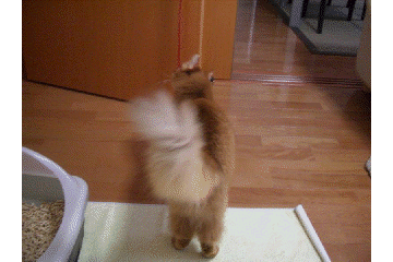 f0060373_2364187.gif