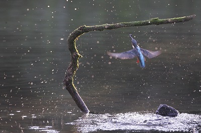 野鳥アルバム_b0047179_21595818.jpg