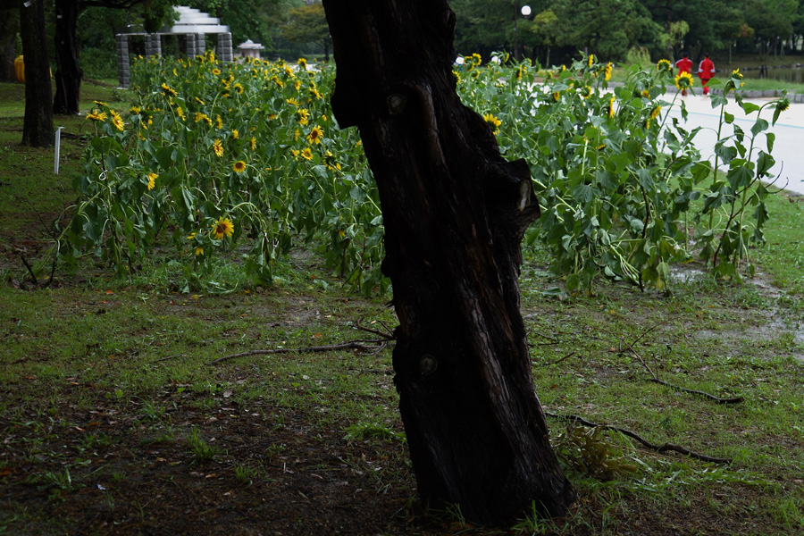 台風一過の大濠公園にて１_c0007190_20463130.jpg