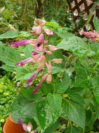 b0052394_12145668.jpg