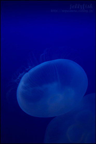 Deep Blue_f0100215_0521197.jpg