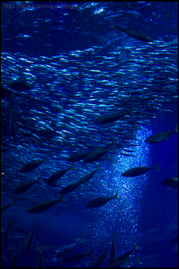 Deep Blue_f0100215_183143.jpg