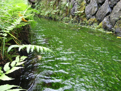 「山梨 忍野八海日帰り旅行」_a0000029_248651.jpg