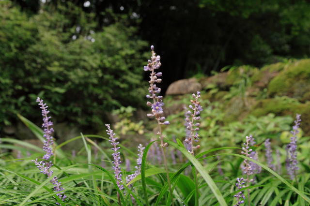 松平郷（その他の花編）_b0092844_20303076.jpg