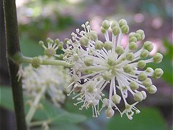 山ウドの花_f0019247_171919100.jpg